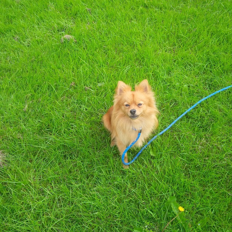 The Dog Pack Day Camp photo 1