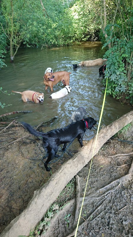 The Dog Pack Day Camp photo 2