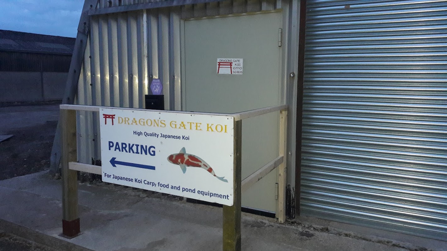 Dragons Gate Koi