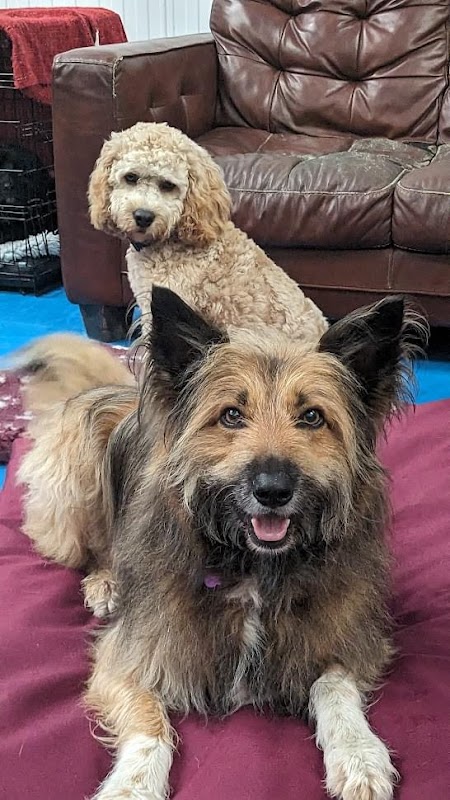 Happy Dayz Dogs photo 2