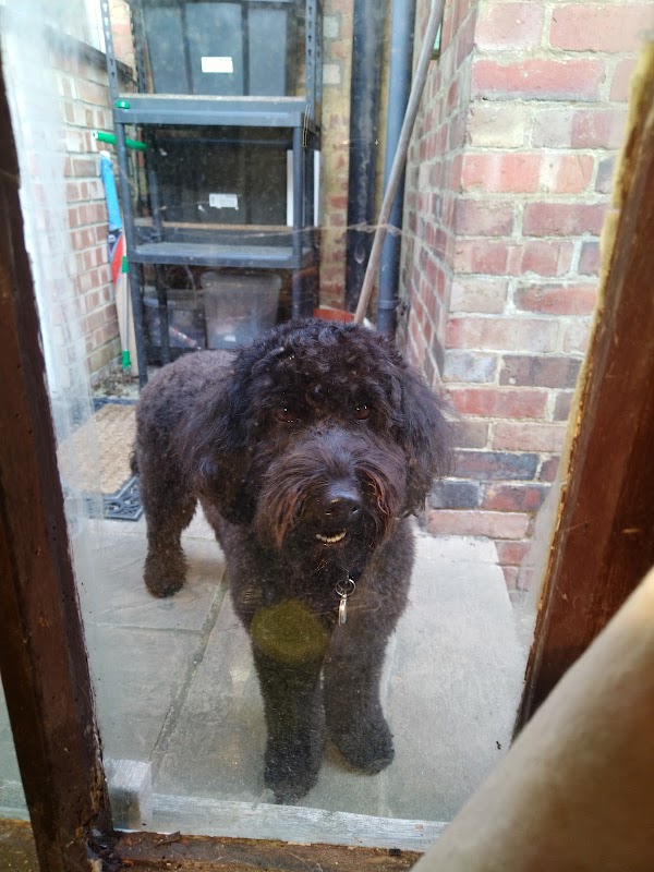 Happy Dayz Dogs photo 3