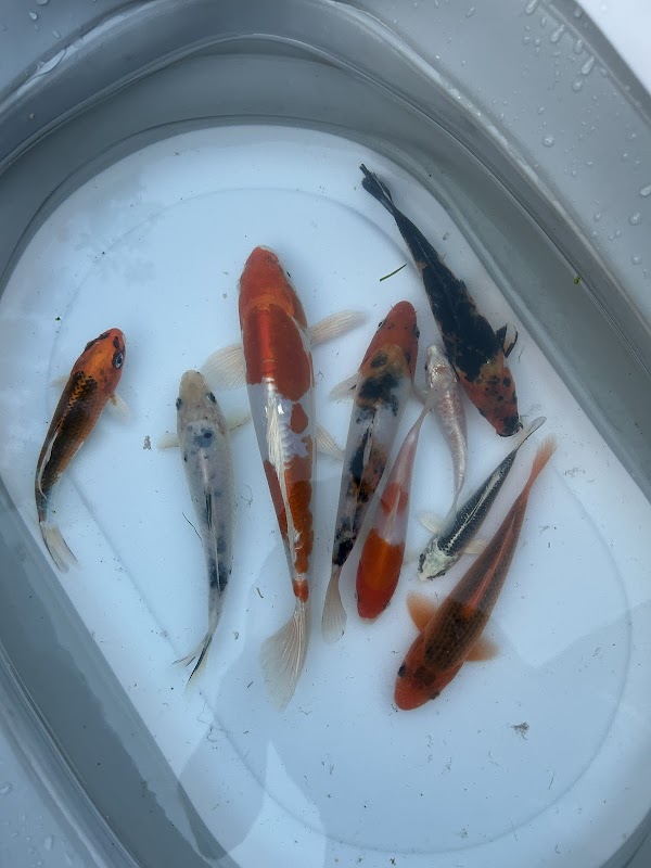 Marshall’s Koi photo 3