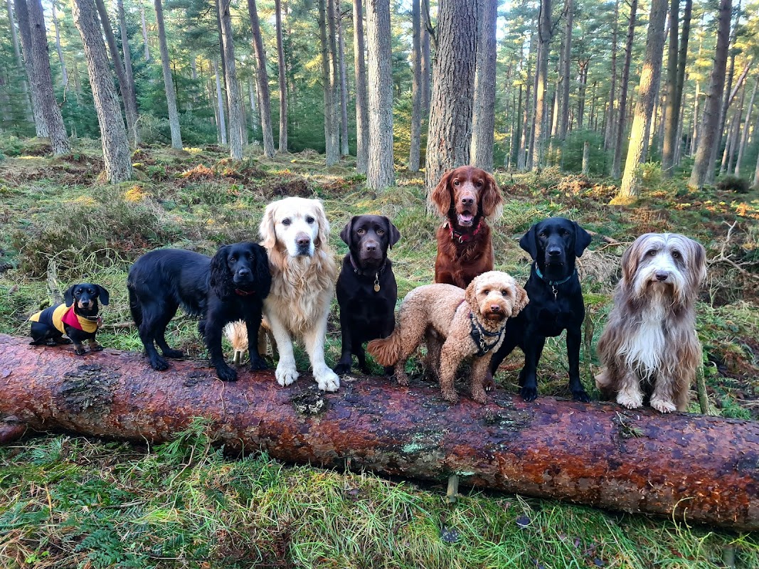 Happy Hounds Hexham photo 1