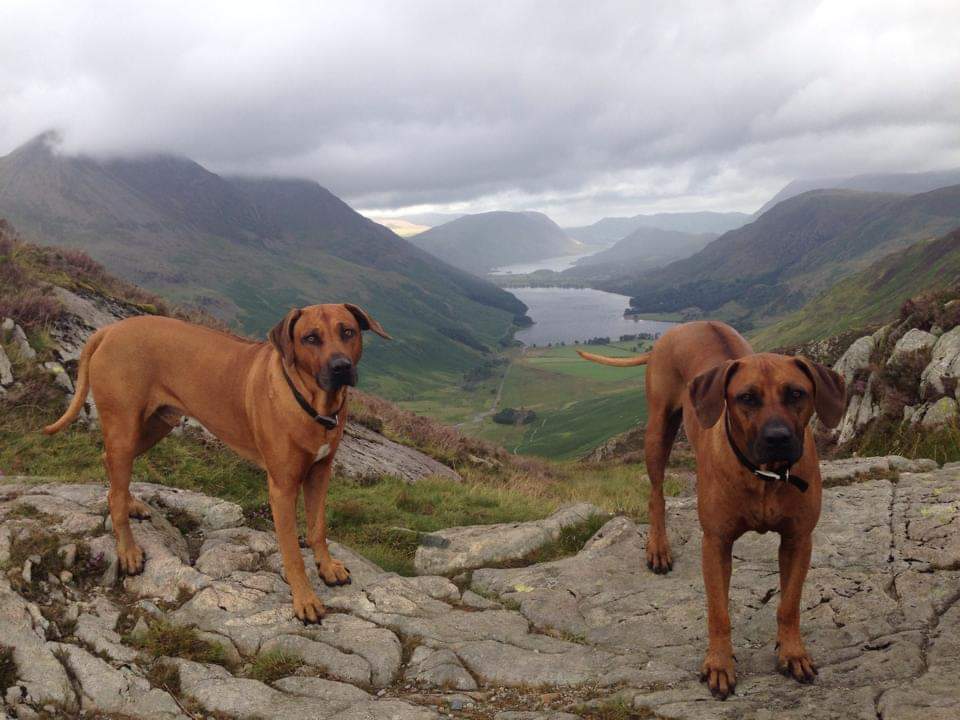 Happy Hounds Hexham photo 3