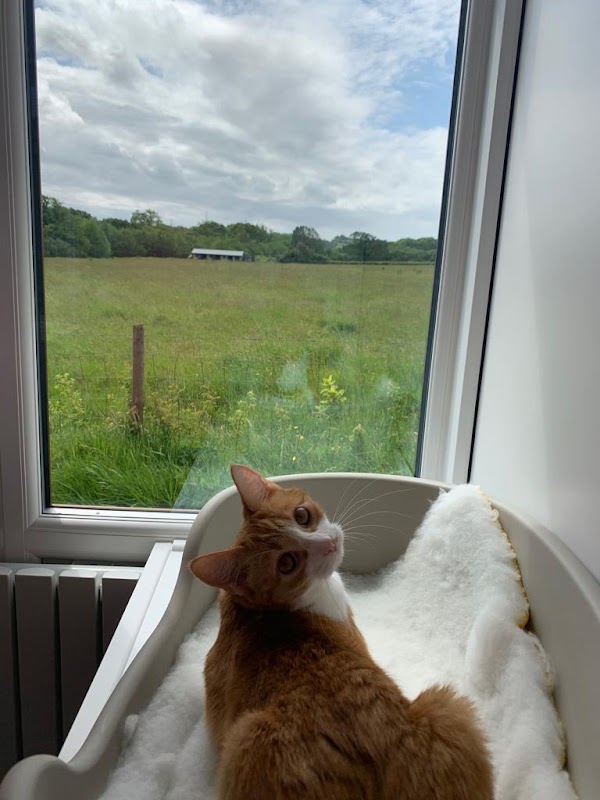 Apple Blossom Cattery photo 3