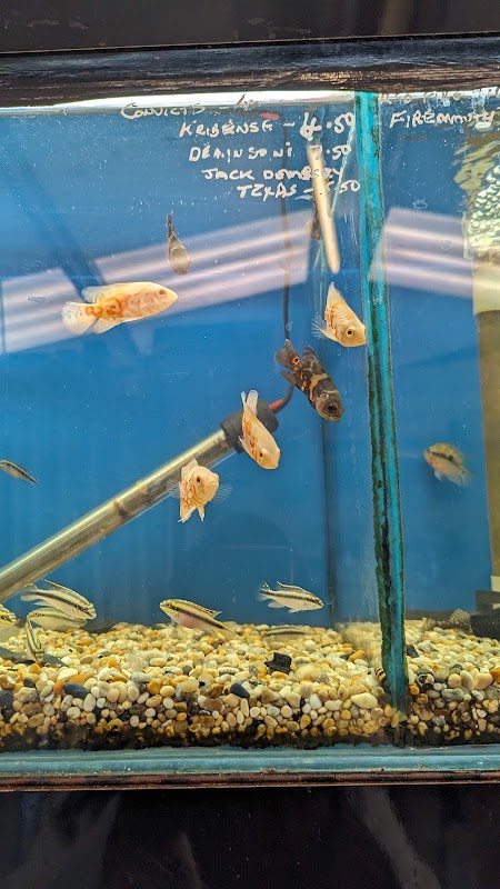 Craigavon Koi & Aquatics photo 2