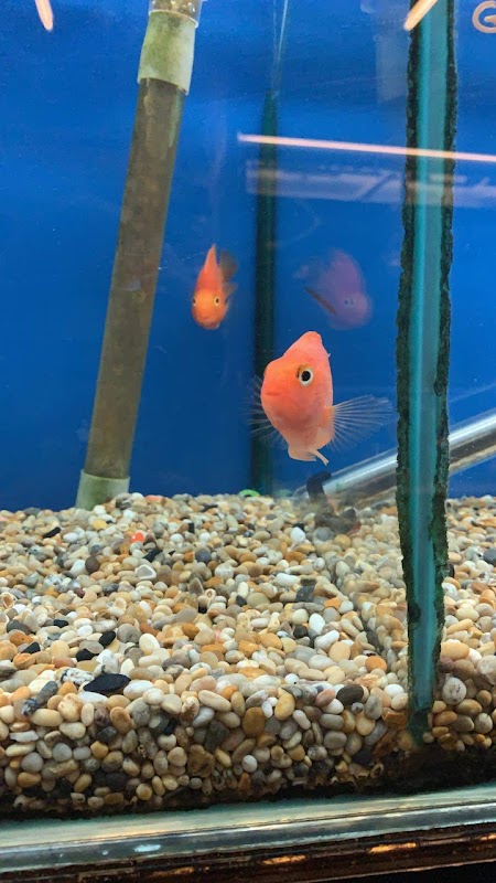 Craigavon Koi & Aquatics photo 3
