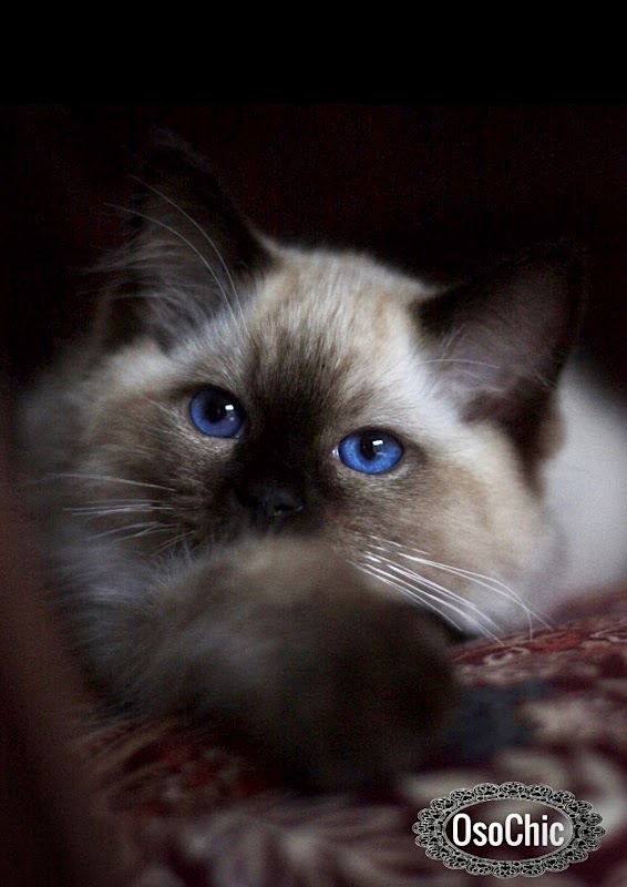 OsoChic Ragdolls