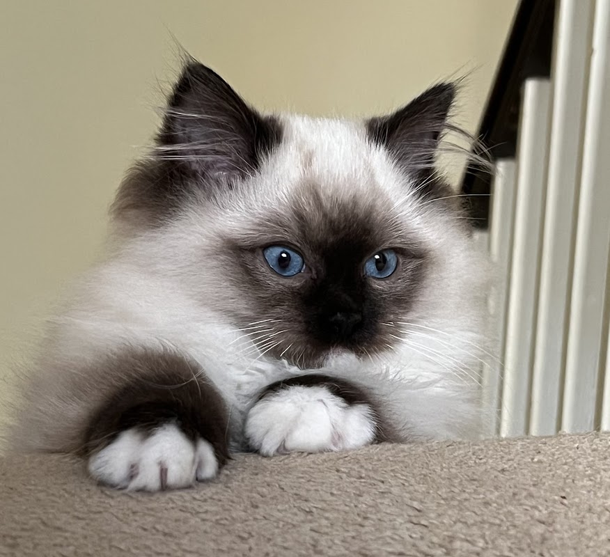 OsoChic Ragdolls photo 2
