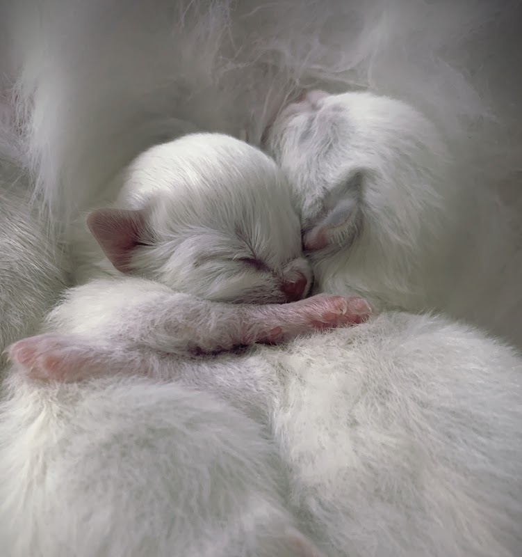 OsoChic Ragdolls photo 3