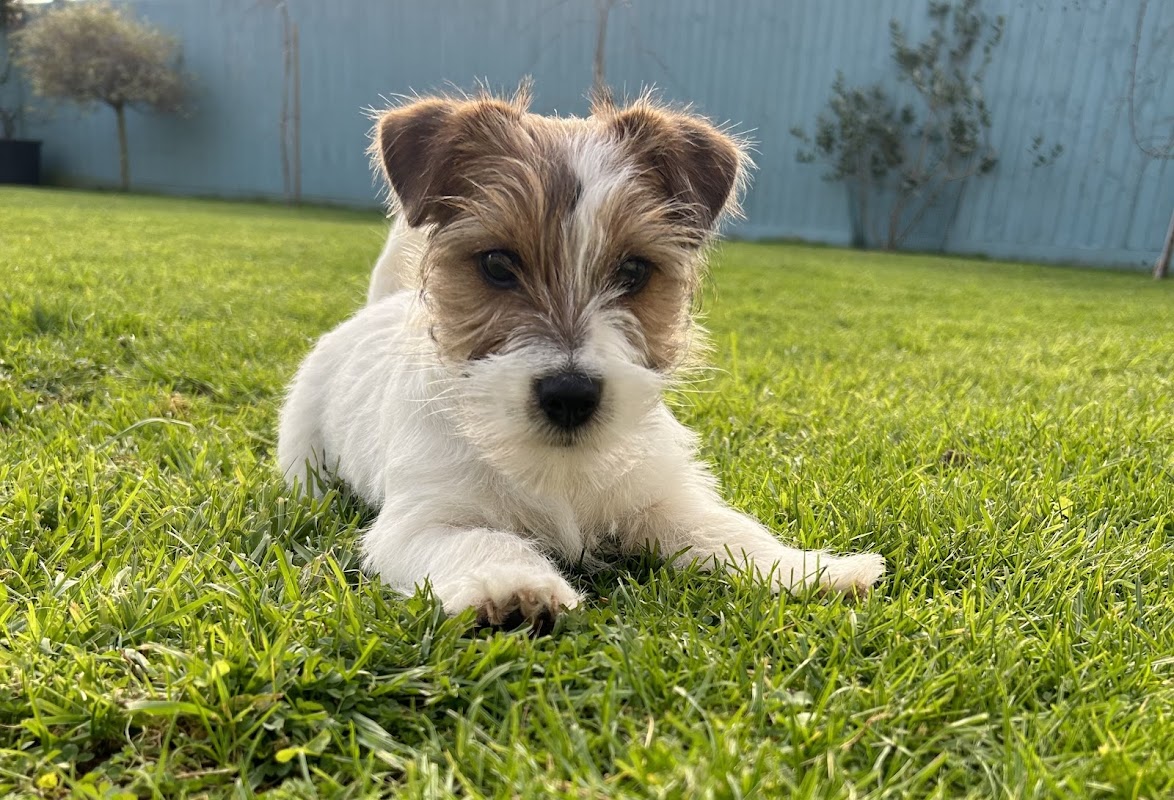 Calavey Show Kennel