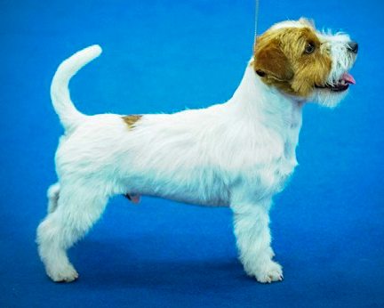 Calavey Show Kennel photo 2