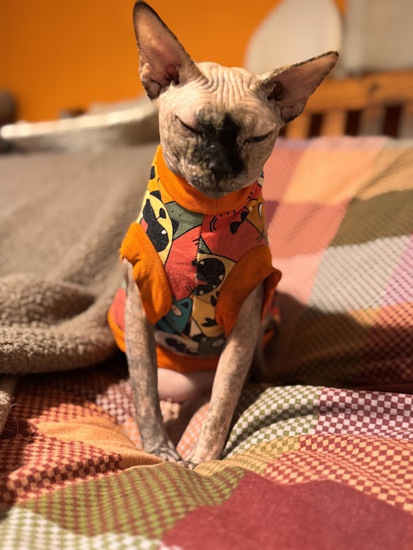 MeadowSphynx Canadian Sphynx Cattery