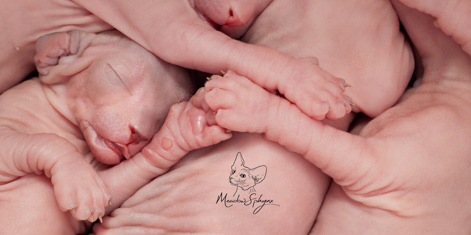MeadowSphynx Canadian Sphynx Cattery photo 1