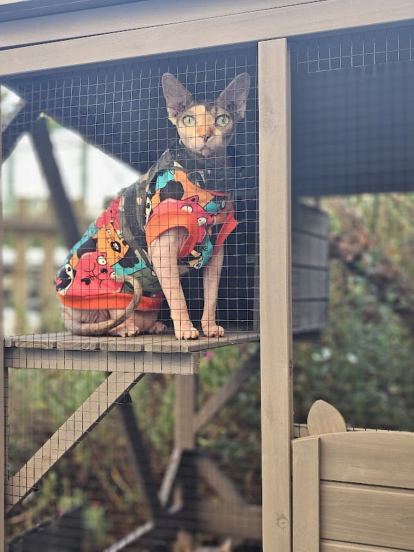 MeadowSphynx Canadian Sphynx Cattery photo 3