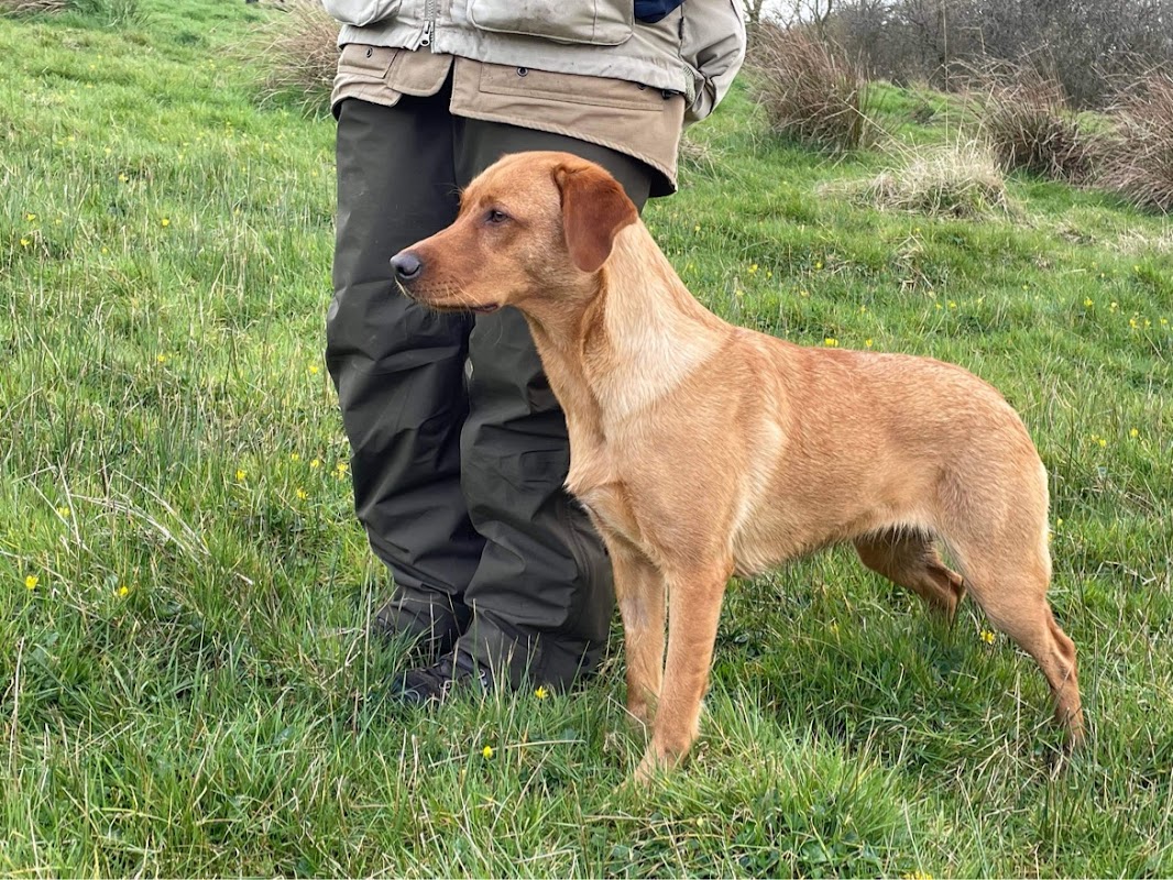 Rushbrigg Gundogs