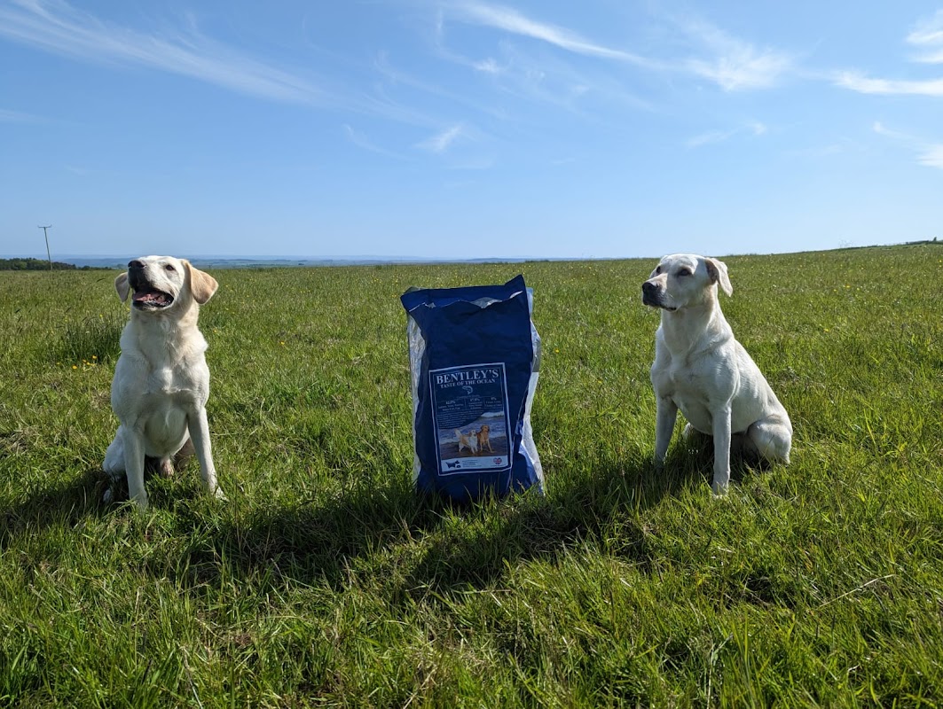 Rushbrigg Gundogs photo 3
