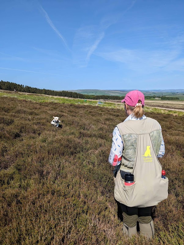 Rushbrigg Gundogs photo 2