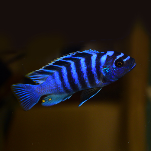Rift Lake Cichlids UK