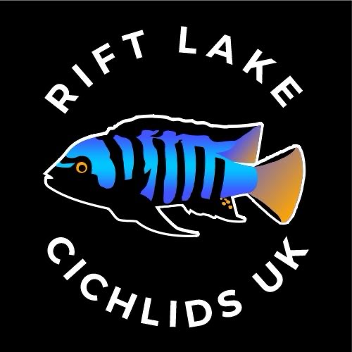 Rift Lake Cichlids UK photo 3