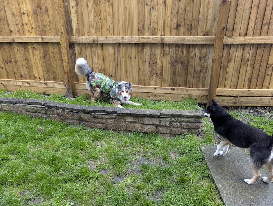Dou Dim Doggy Service photo 3