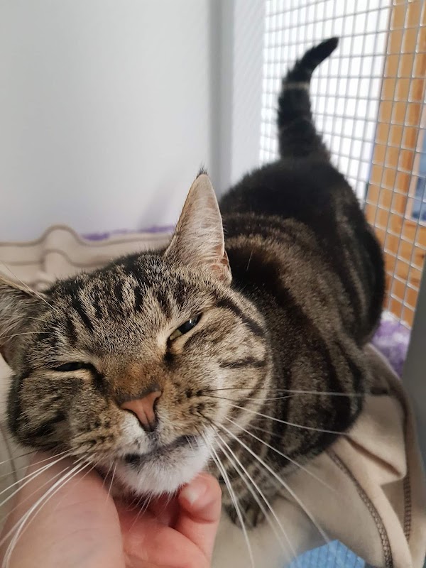 The Stables Cattery Aldergrove