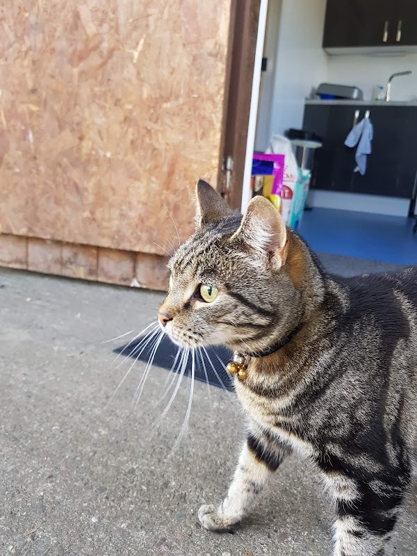 The Stables Cattery Aldergrove photo 1