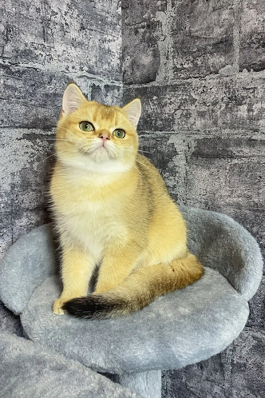 PURE BRITISH SHORTHAIR KITTENS IN UK