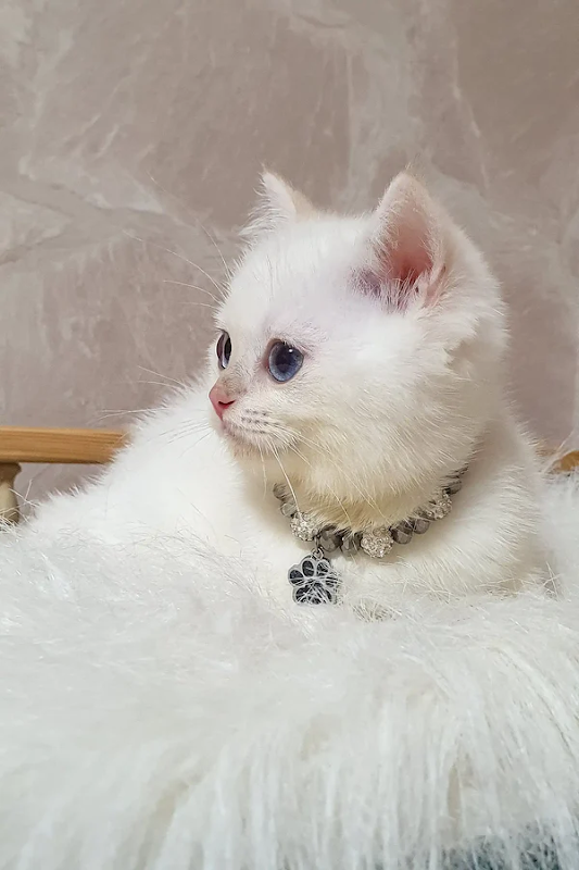 PURE BRITISH SHORTHAIR KITTENS IN UK photo 3