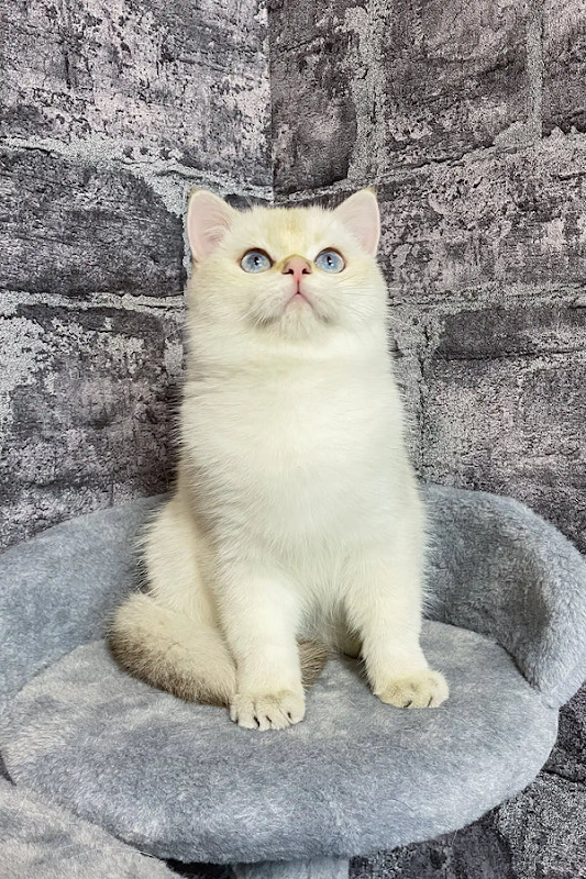 PURE BRITISH SHORTHAIR KITTENS IN UK photo 2