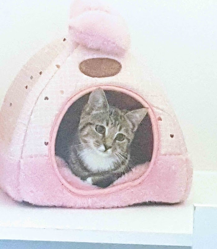 Kilwaughter Cattery photo 2