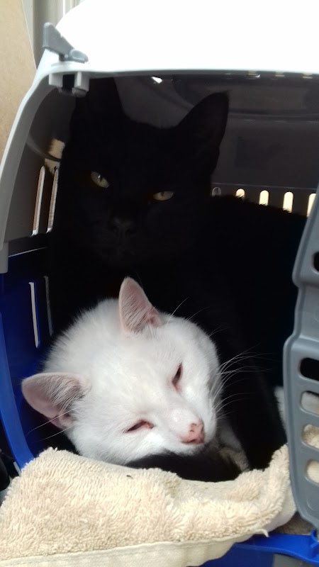Dutch Barn Cattery photo 1