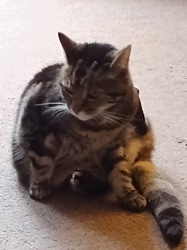 Paws With Us Cattery photo 2