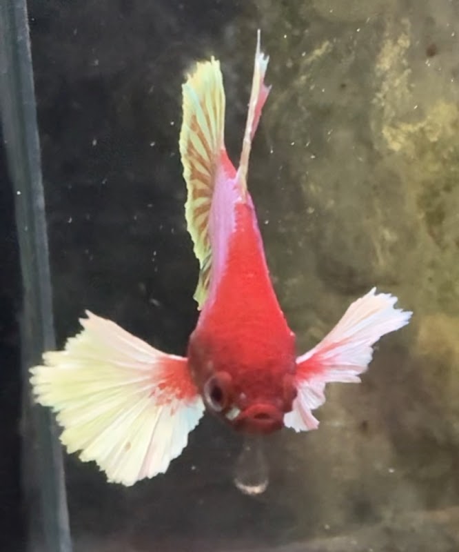 Dannys koi and aquatics photo 1