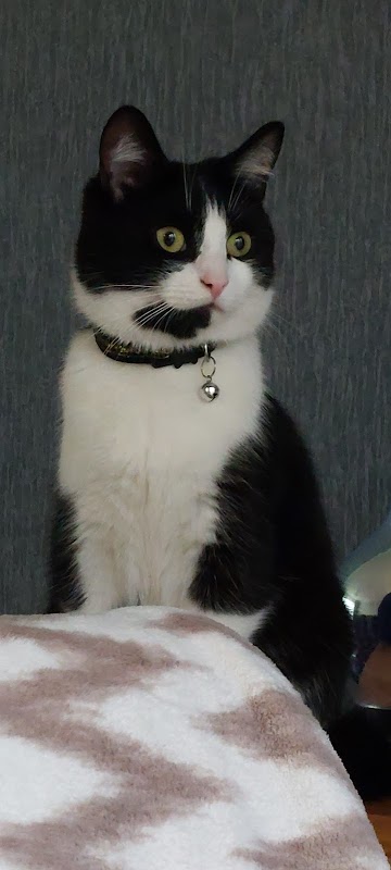 Hartleywood Cattery photo 1