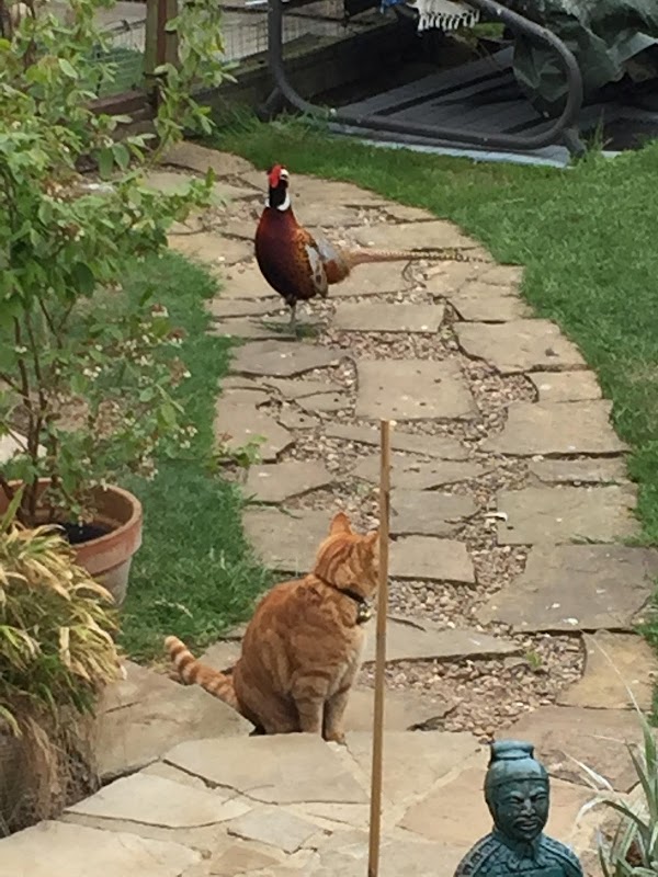 Hartleywood Cattery photo 3
