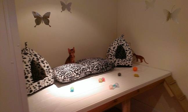 Aristocats Luxury Cattery photo 1