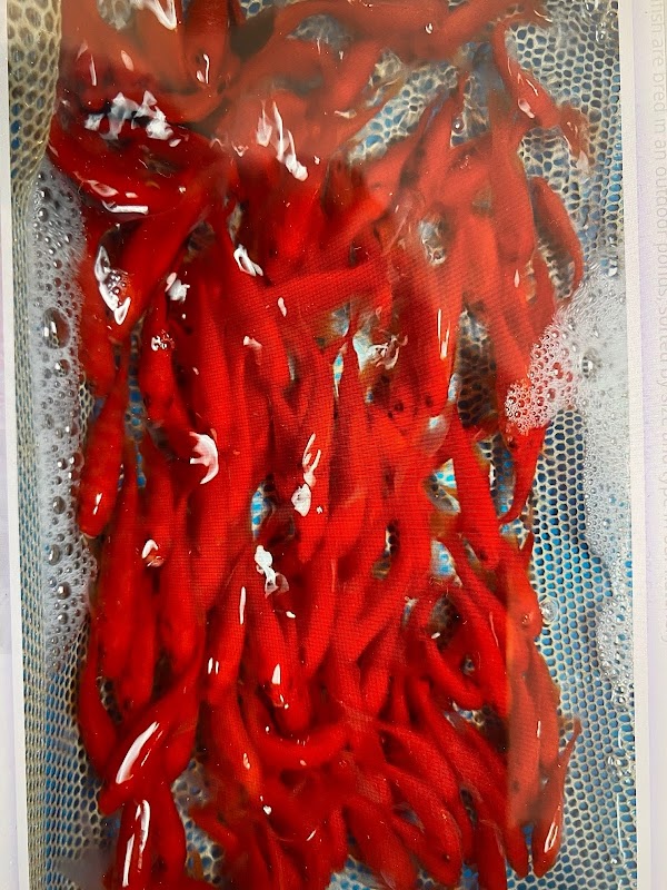 CN Koi - based at Claremont Garden Centre, Bryants Lane, Maldon Road, Woodham Mortimer. CM9 6TB photo 3