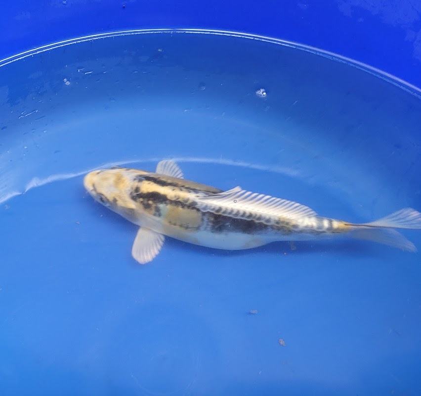 Westcroft Koi Ltd