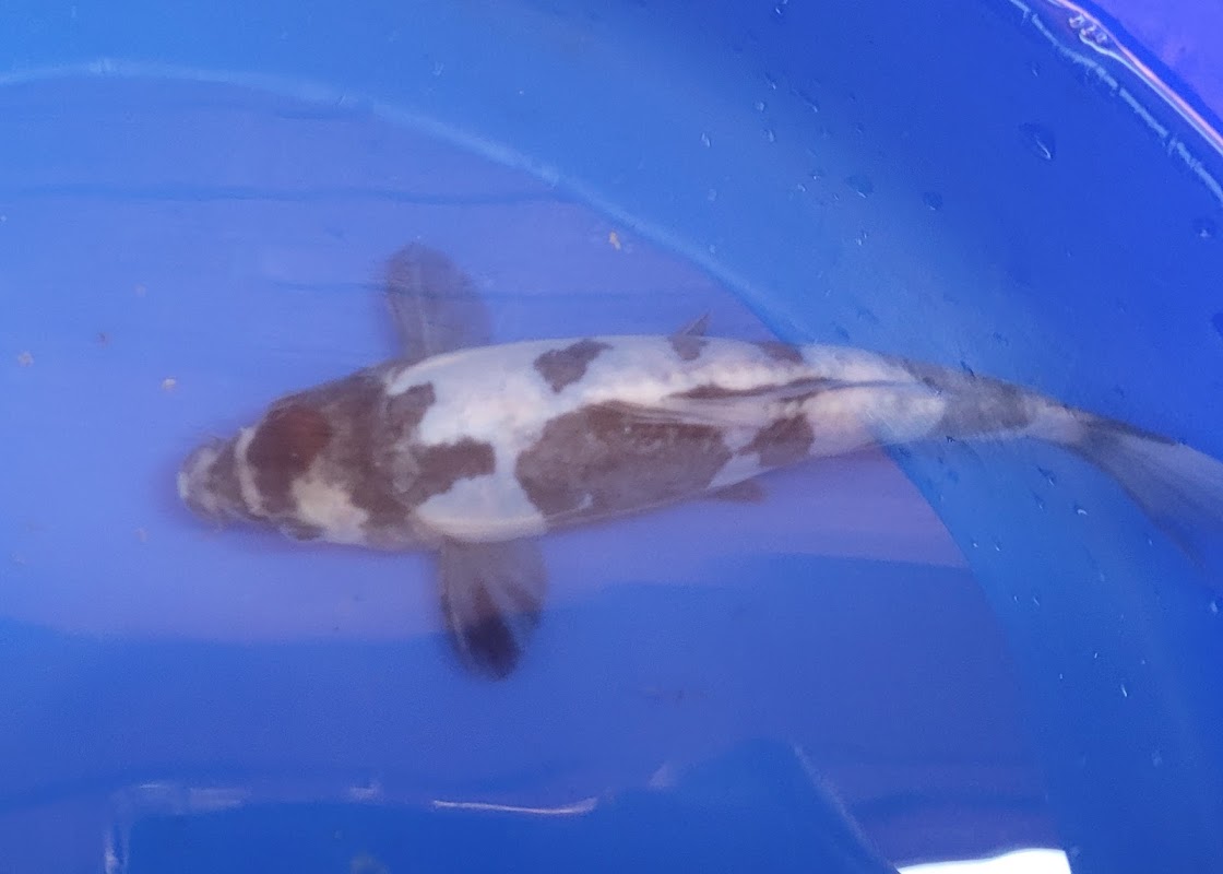 Westcroft Koi Ltd photo 3