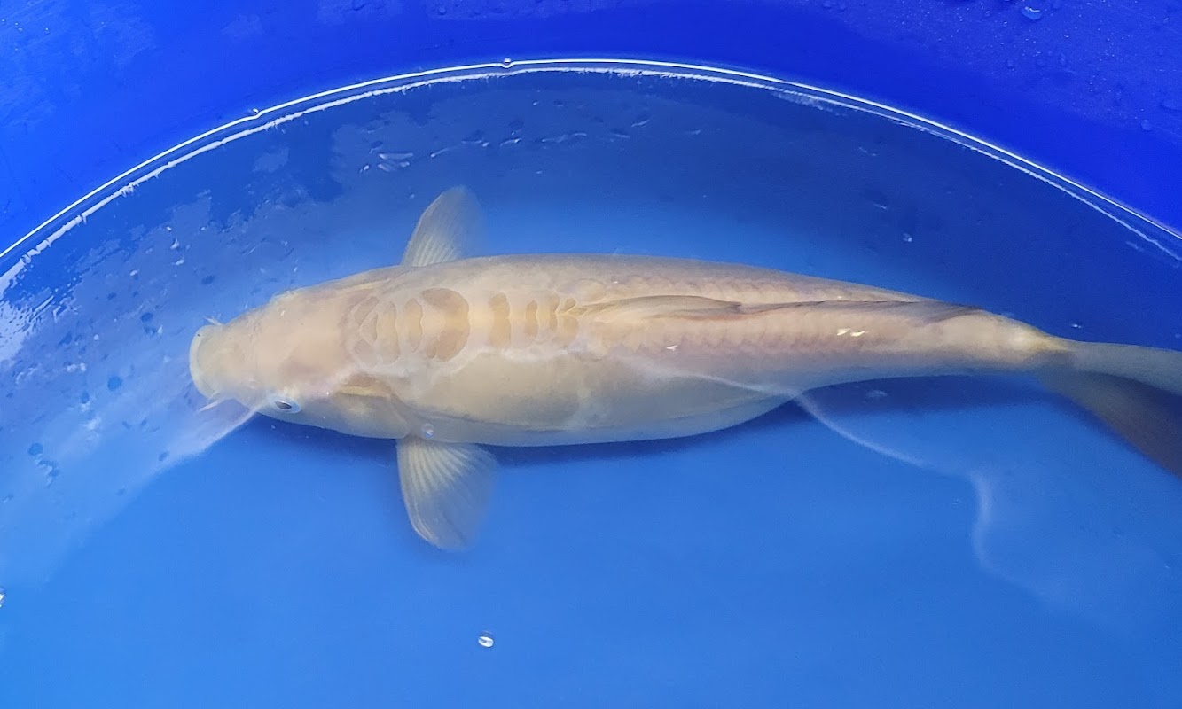 Westcroft Koi Ltd photo 1