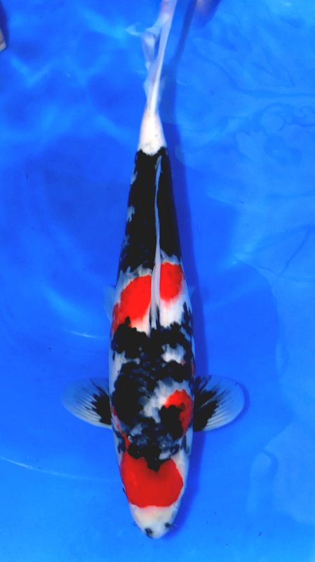 Aqua Group Koi photo 2
