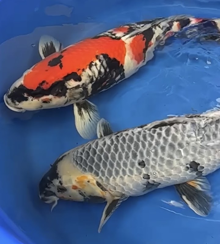 Elite Koi photo 3