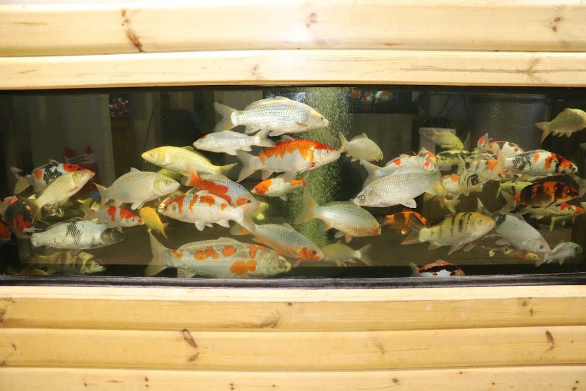 Elite Koi photo 2