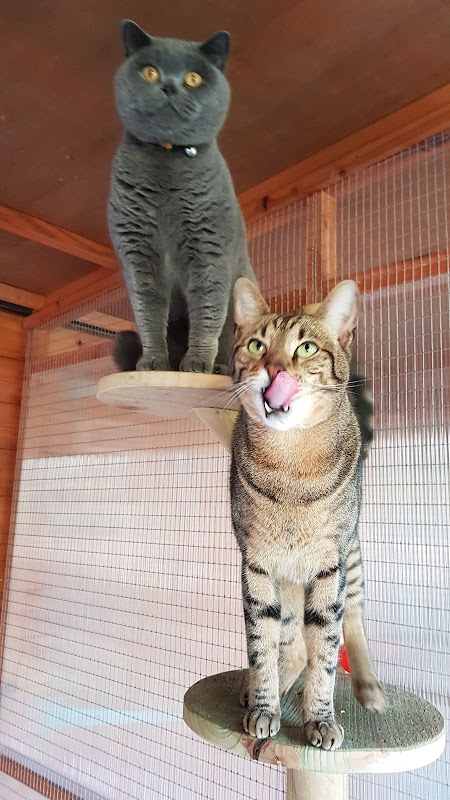 Cosypawz cattery "5* Council Rated" for cats only photo 3