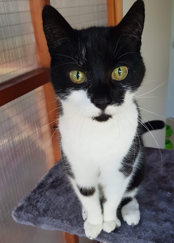 Cosypawz cattery "5* Council Rated" for cats only photo 2