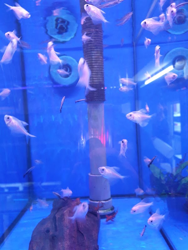 Delta Aquarium LFS photo 2