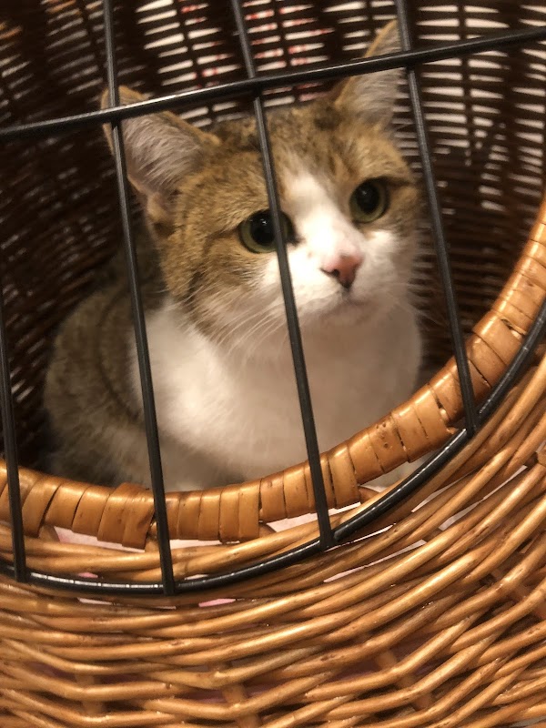 Baldernock Cattery photo 3