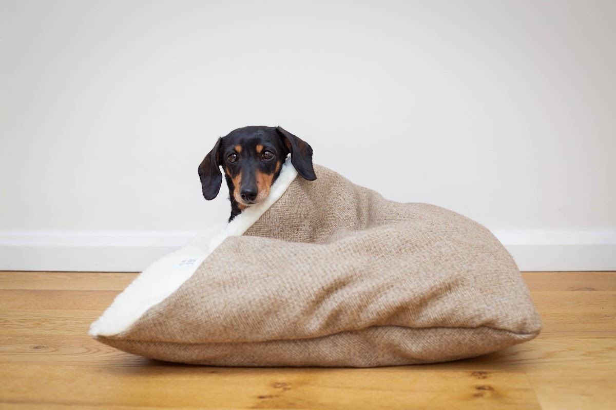 Designed for Dogs