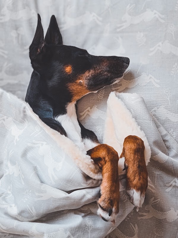 Designed for Dogs photo 3